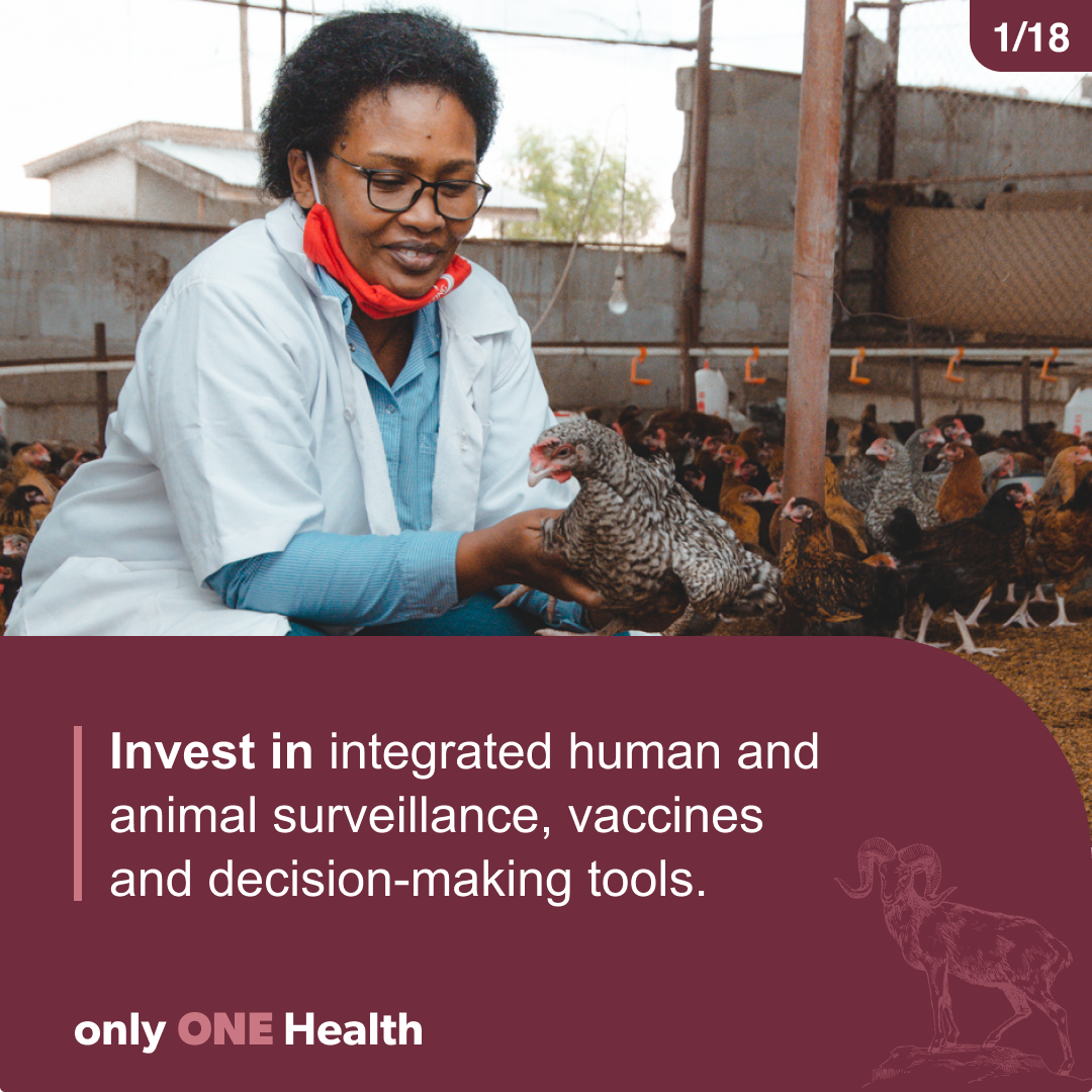 One Health Brief | Why Livestock Matter