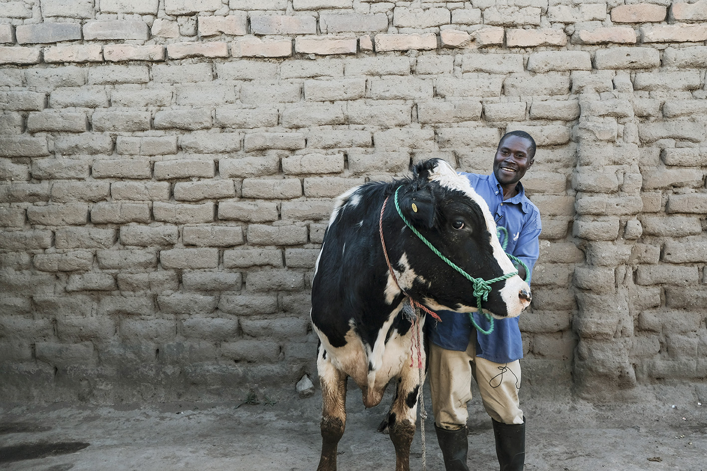 Superior bull identified through genotypic and phenotypic data under African Dairy Genetic Gains Platform. Photo ILRI/K Dhanji   