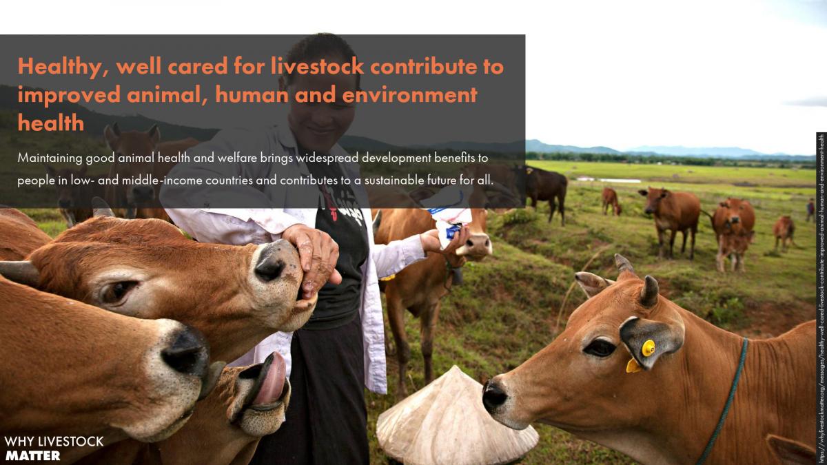 Healthy, well cared for livestock contribute to improved animal, human and  environment health