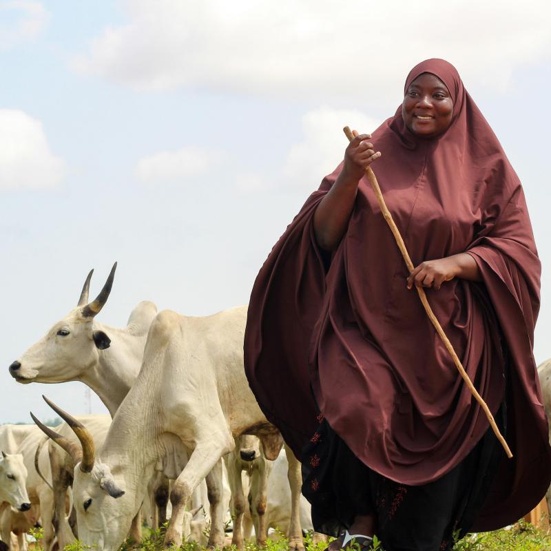 Woman herding cows