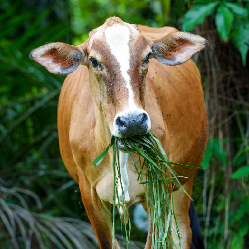 Cow grazing