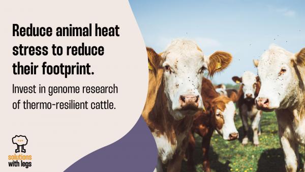 Invest in genome research of thermo-resilient cattle
