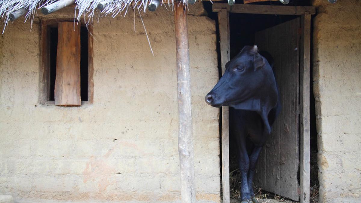 Cow looks out from her stall in a village in central Malawi