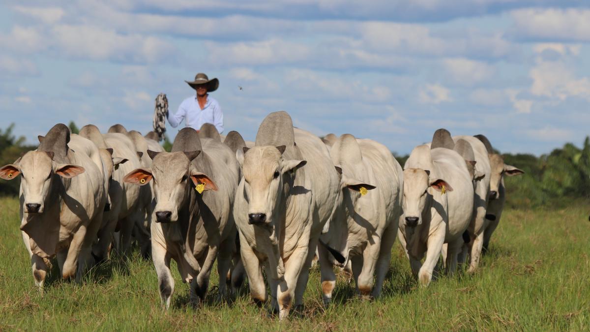 Cattle rancher and Nelore short cycle cattle A cattle rancher with a herd of Nelore short cycle cattle at the Hacienda San José in Colombia.