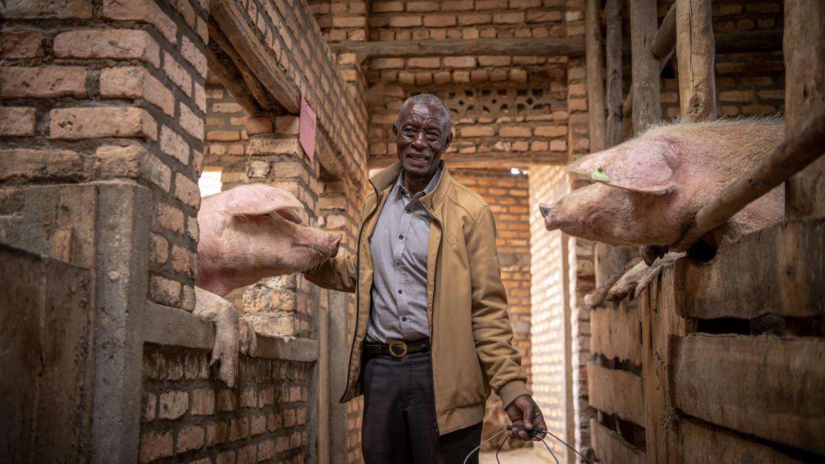 Israel Nsengiyumva, a pig multiplier was feeding his pigs in Nyamagabe District, Southern Province (photo credit: Herve Irankunda/Feed the Future Rwanda Orora Wihaze Activity).