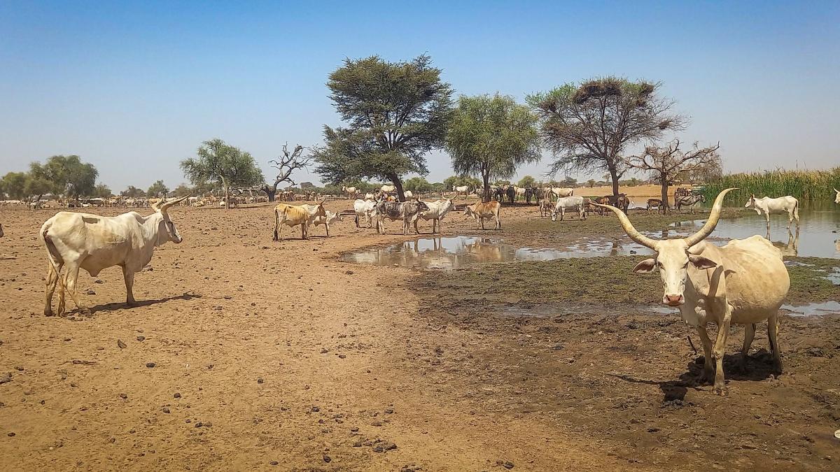 A herd of cattle resting at an artificial pond set-up by an agro-industry as compensation for land usage in the Saint-Louis region of Senegal.